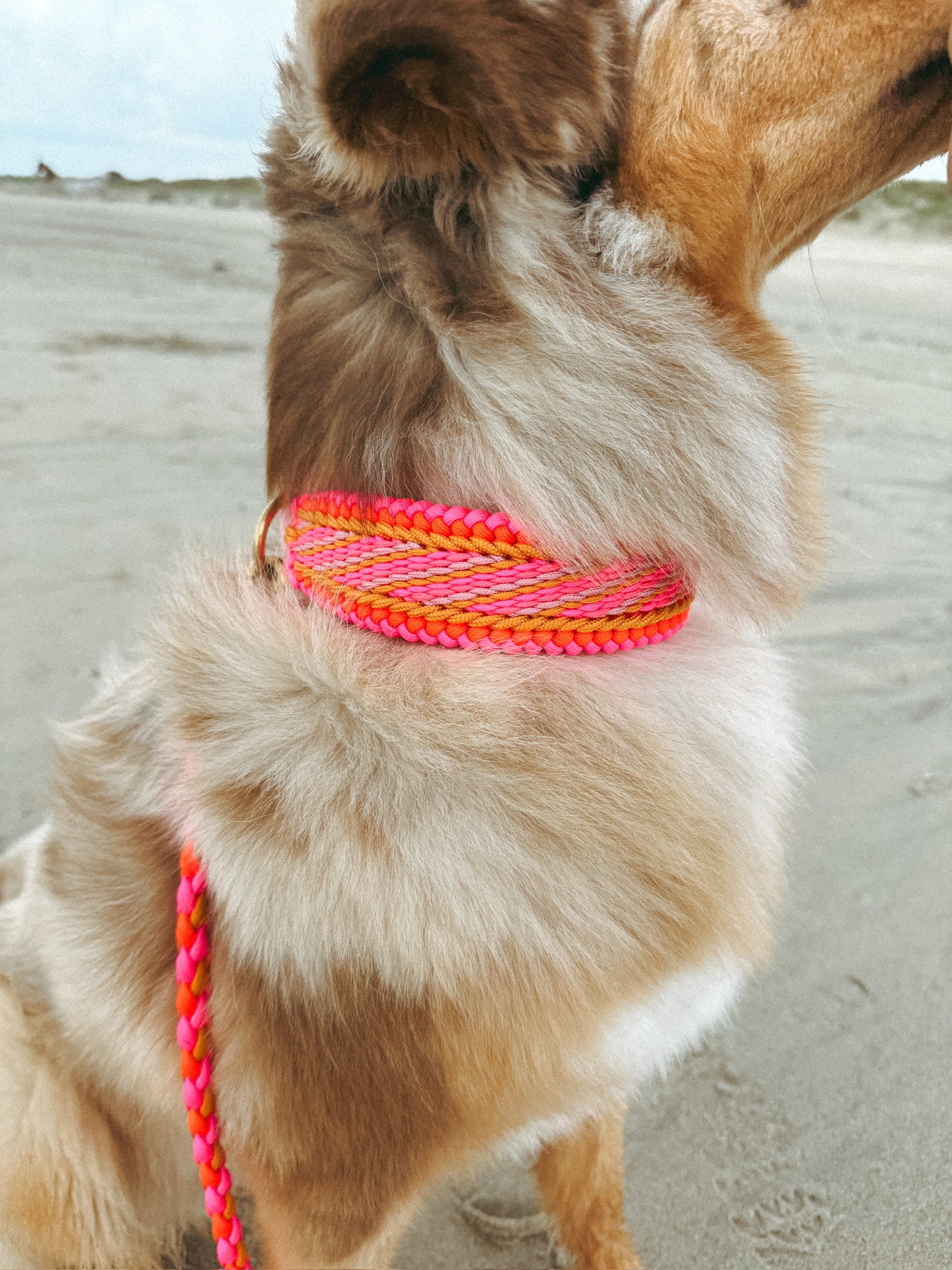 Golden Hour l Halsband Blossom & Hundeleine Paracord x BioThane®