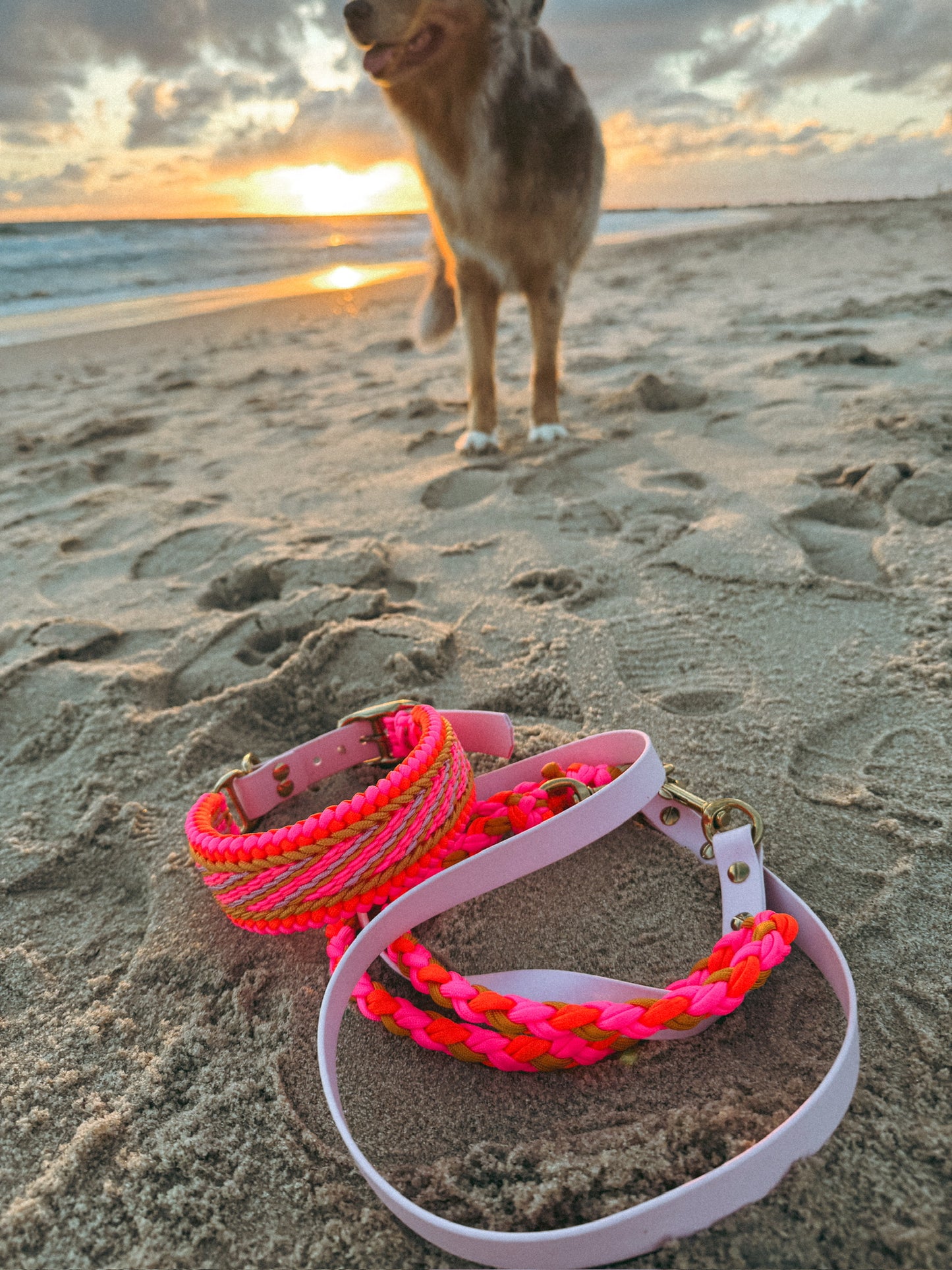 Golden Hour l Halsband Blossom & Hundeleine Paracord x BioThane®